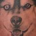 tattoo galleries/ - pooch - 59254